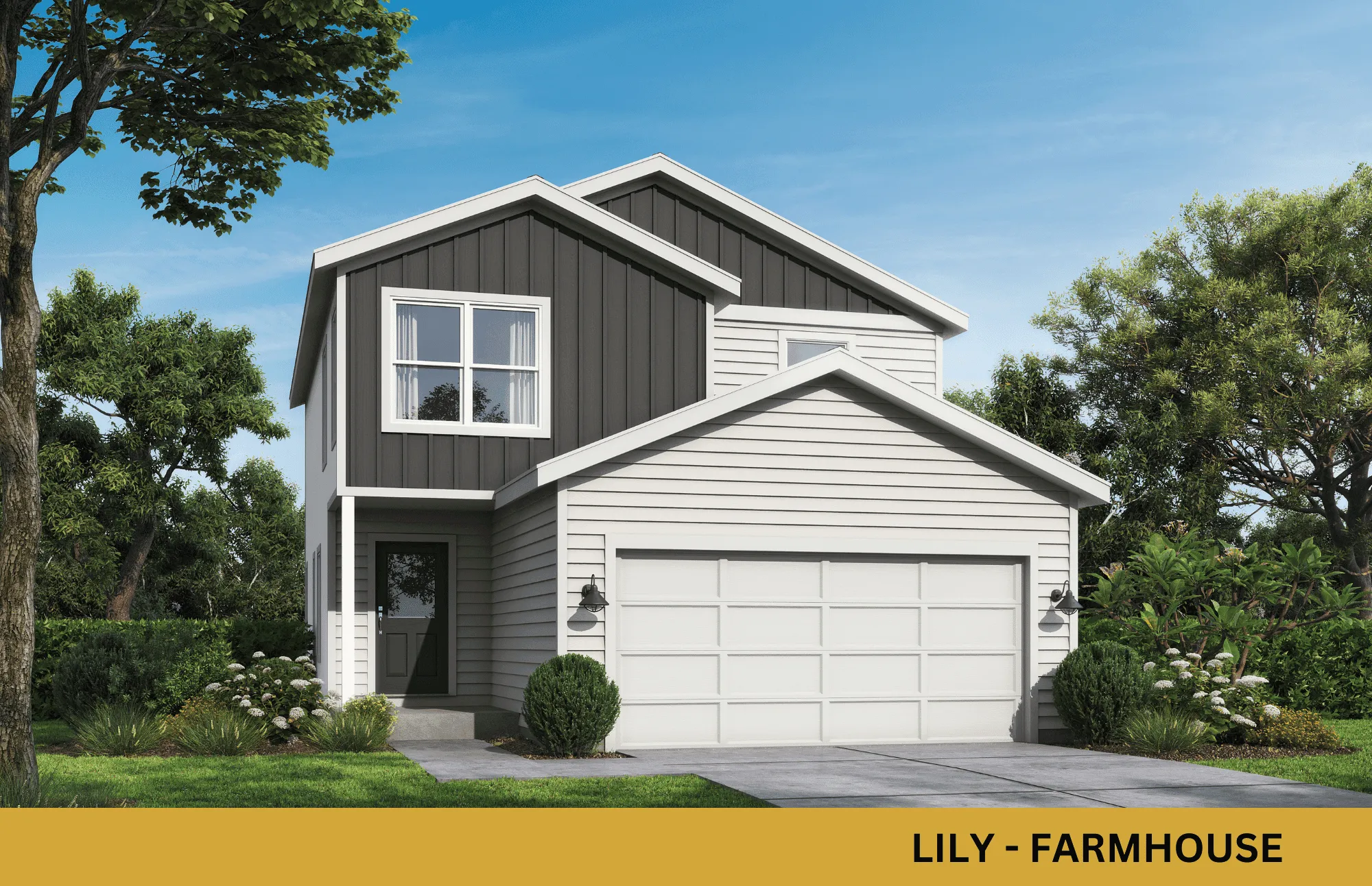 Lily elevation