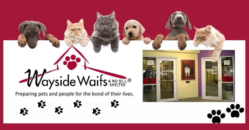 Wayside Waifs community event